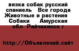 вязка собак русский спаниель - Все города Животные и растения » Собаки   . Амурская обл.,Райчихинск г.